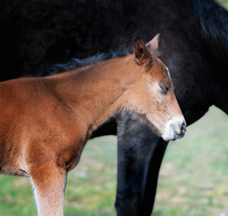 Black horse female with foal in a farm yard in spring