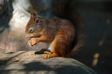 Naklejka na ściany i meble A squirrel with closed eyes sits on a stone and eats a nut.