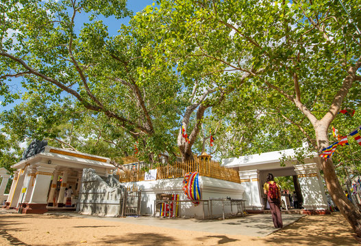 Jaya Sri Maha Bodhi the oldest living human-planted tree in the world with a known planting date in ancient city of Anuradhapura, Sri Lanka. Now is the sacred relics of the Buddhists over the world.