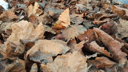 Dried leaves in autumn season 