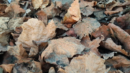 Dried leaves in autumn season 