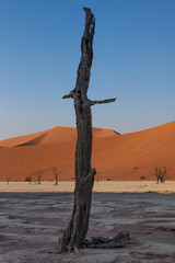 Trees in Deadvlei, Sossusvlei, Namibian Desert