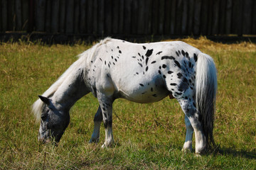 Young ponies walk in the meadow. Eating grass on a clear sunny day.