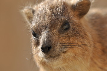 Rock hyrax in the Ein Gedi National Park in Israel. Protected wild animals forage and agile climb...