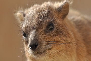 Fototapeta premium Rock hyrax in the Ein Gedi National Park in Israel. Protected wild animals forage and agile climb trees and rocks.