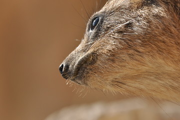 Rock hyrax in the Ein Gedi National Park in Israel. Protected wild animals forage and agile climb...