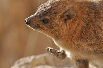 Rock hyrax in the Ein Gedi National Park in Israel. Protected wild animals forage and agile climb...
