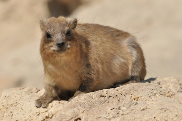 Rock hyrax in the Ein Gedi National Park in Israel. Protected wild animals forage and agile climb trees and rocks.