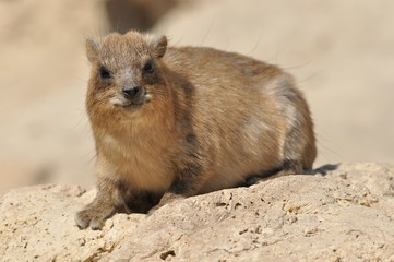 Rock hyrax in the Ein Gedi National Park in Israel. Protected wild animals forage and agile climb trees and rocks.