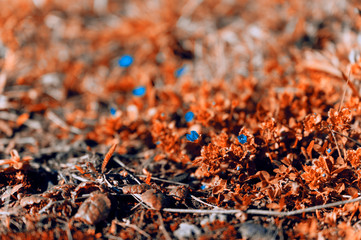 Blue flowers speedwell chaff and rusty leaves.