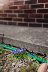 Violet violets flowers near hose and part of sidewalk.