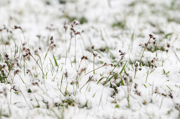 Luzula campestris - flower grass covered with unexpected snow in detail.