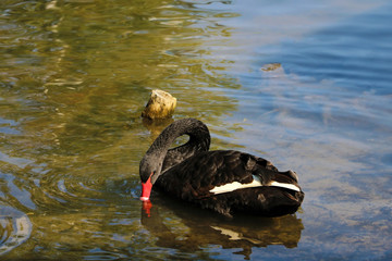 A black beautiful swan swims on the lake on a sunny day. Black swans feed mainly on aquatic plants...