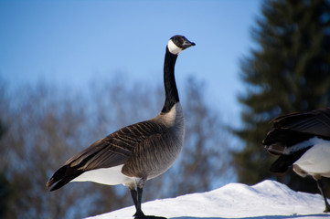 Canada Goose