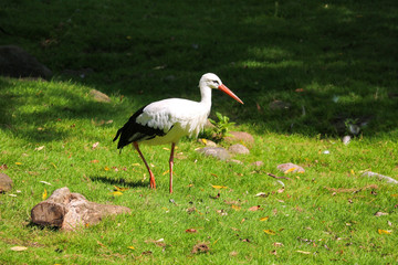 A white stork is walking on green grass and looking for food.