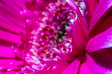hot pink gerbera flower in macro photography