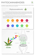 Phytocannabinoids vertical business infographic illustration about cannabis as herbal alternative medicine and chemical therapy, healthcare and medical vector.