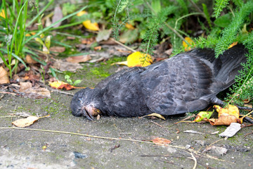 a dead dove lies on the ground among the grass