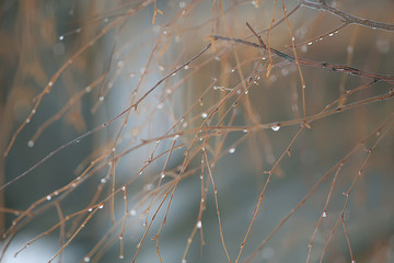 look up branches of autumn trees / abstract background, autumn landscape, yellow leaves on trees in the sky