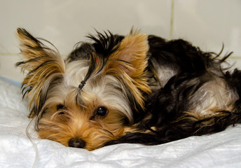 Portrait of a shaggy toy terrier