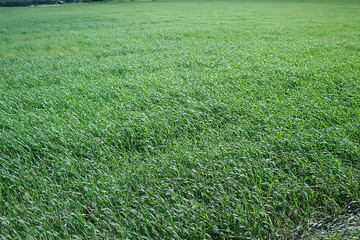 green grass background / abstract background, nature, fresh green vegetation, field