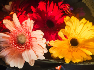 bouquet of bright multi-colored gerberas, romantic gift