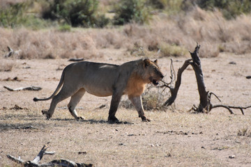 Lion in Serengeti National Park, Tanzania