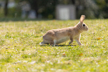 春の公園で遊んでいるミニウサギ