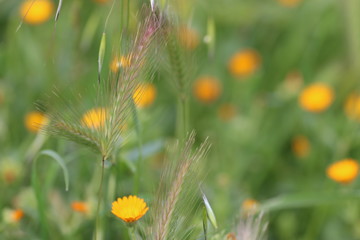 Out of focus field of small yellow flowers_3635