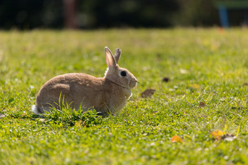 春の公園で遊んでいるミニウサギ