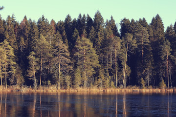 winter landscape in the forest / snowy weather in January, beautiful landscape in the snowy forest, a trip to the north