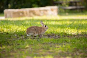 春の公園で遊んでいるミニウサギ