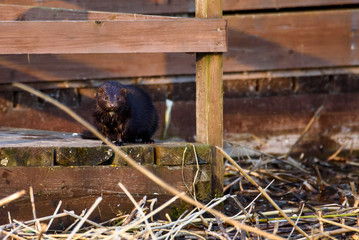 Selective focus photo. American mink, Neovison vison near lake coast.