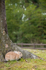 春の公園で遊んでいるミニウサギ