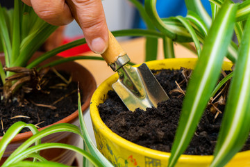 Care for home plants. Chlorophytum.