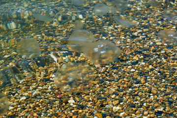 Small sea jellyfish. Jellyfish swim in sea water.