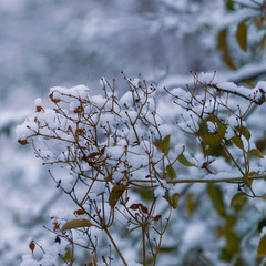 Image of small twigs under the snow.