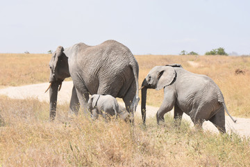 Naklejka na ściany i meble African elephant family walking in Serengeti National Park, Tanzania