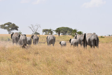 African elephant family walking in Serengeti National Park, Tanzania © Takashi
