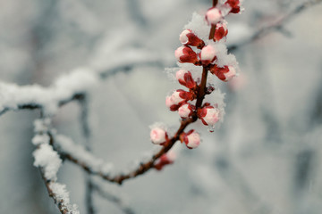 Spring blossom under the snow. Branches with bloomed cherry flowers under late snow. Macro shot with shallow depth of field.
