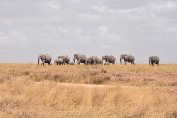 Fototapeta na wymiar African elephant family walking in Serengeti National Park, Tanzania
