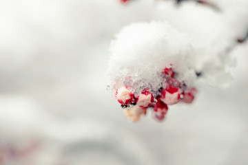 Spring blossom under the snow. Branches with bloomed cherry flowers under late snow. Macro shot...