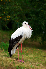 stork walks in the park