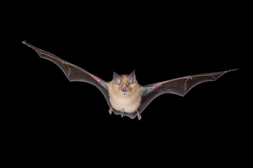 Greater Horseshoe Bat