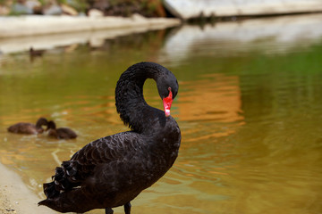 One black swan