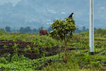 A bird on the tree on the way to Gorilla Virunga park in DR Congo