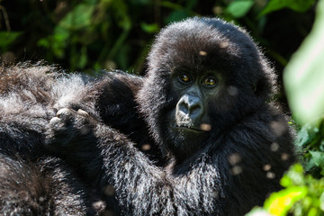 Adolescent mountain gorilla in the bush