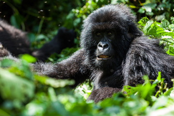 Obraz premium Portrait of mountain gorilla in the bush