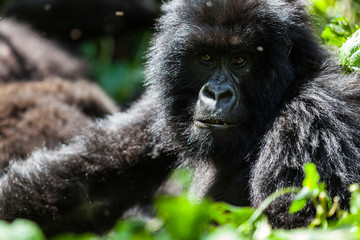 Mountain gorilla in Virunga National Park