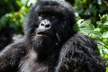 Endangered mountain gorilla in Congo